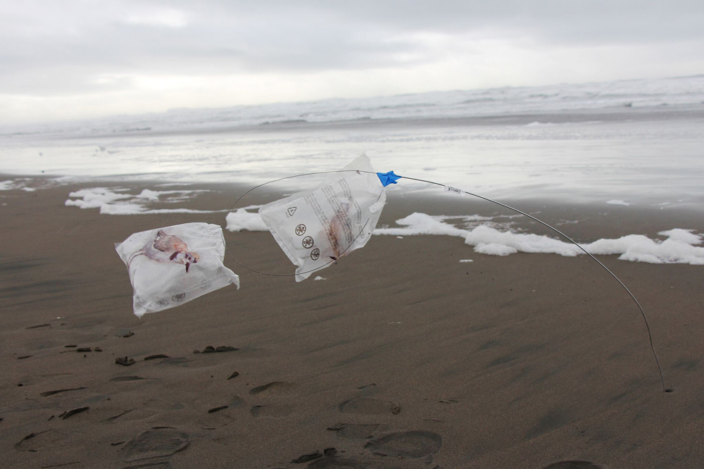 Invasiveness and Indigeneity: Alicia Escott’s Complicit Critique