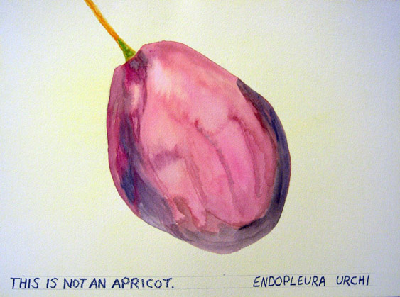 endopleura-urchi
