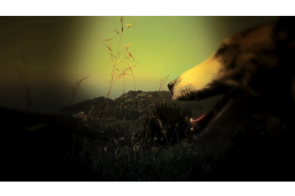 whitebackJPG-2