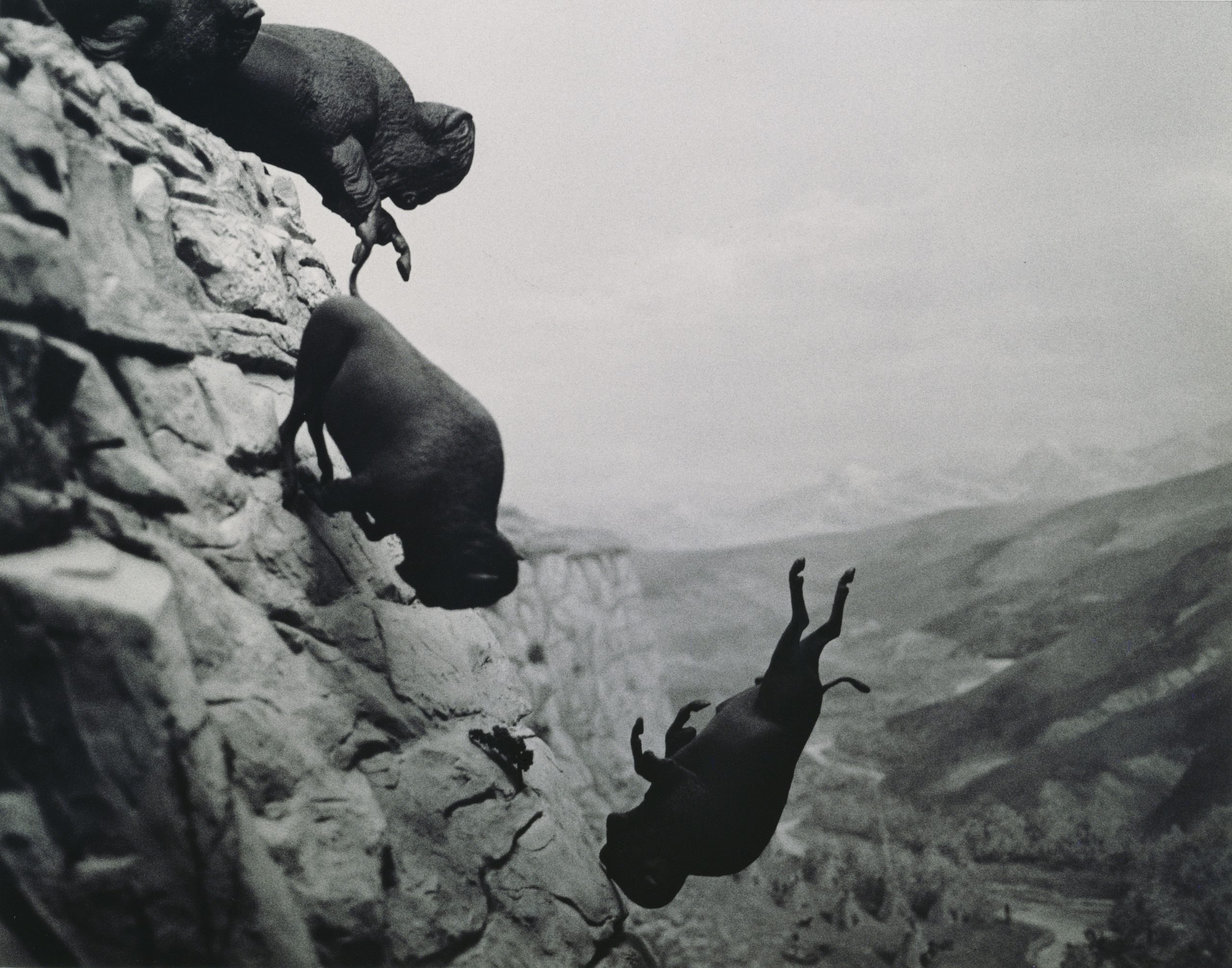 1988-89-Untitled-Falling-Buffalo-27.5x34-scaled