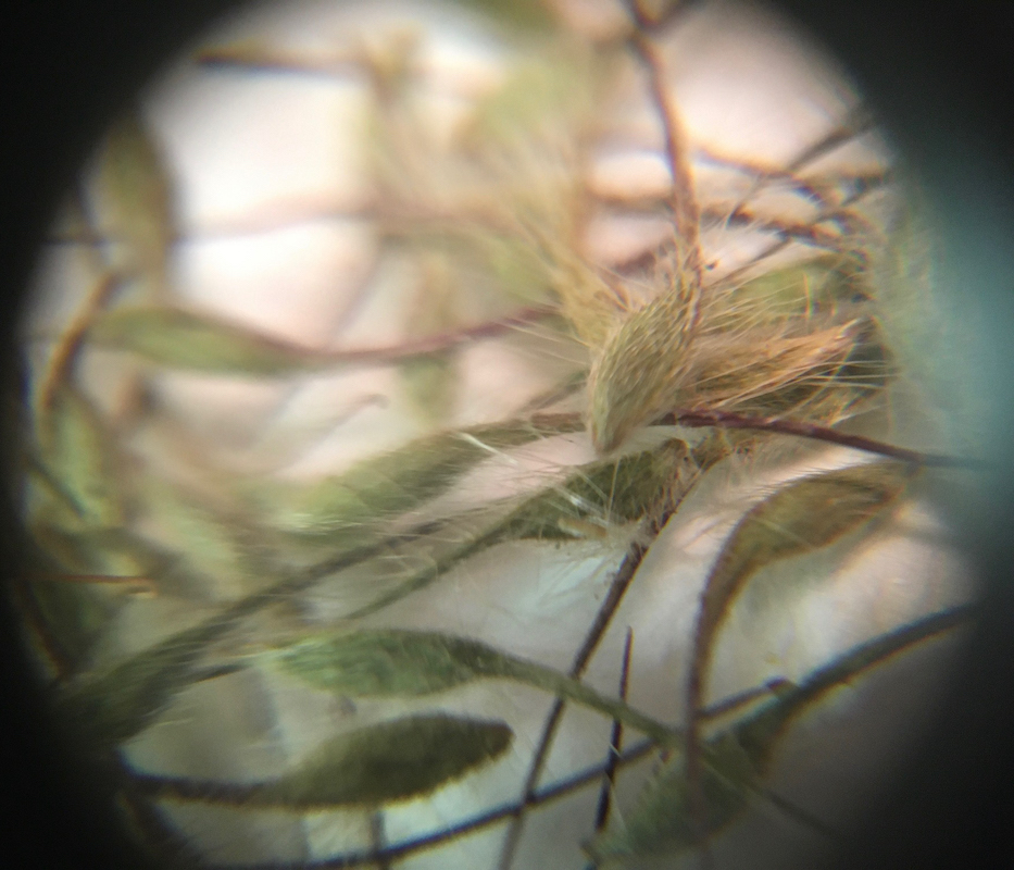 battle_purpleavens