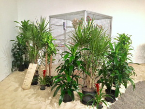 oiticica-tropicalia 5