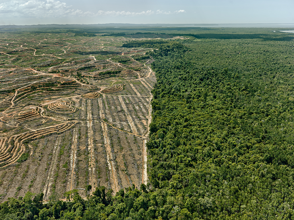 Clearcut-1-Palm-Oil-Plantation-Borneo-Malaysia-2016-2000x0